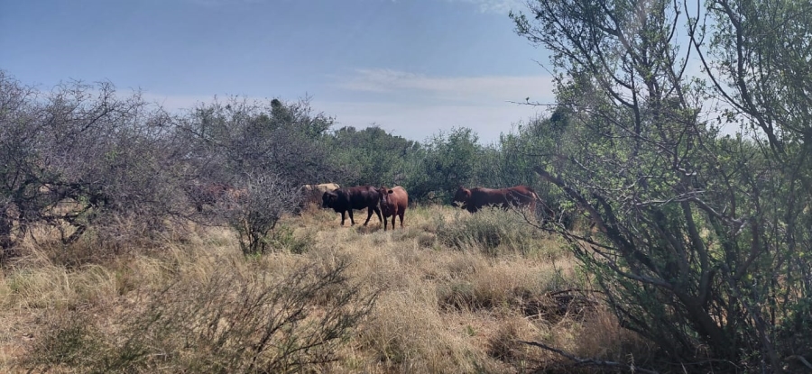 Commercial Property for Sale in Douglas Rural Northern Cape